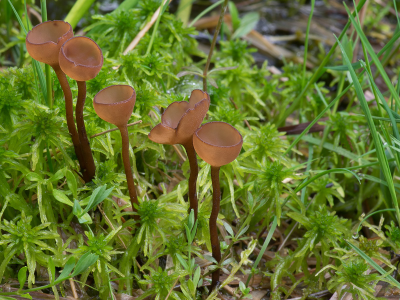 Myriosclerotinia caricis-ampullaceae